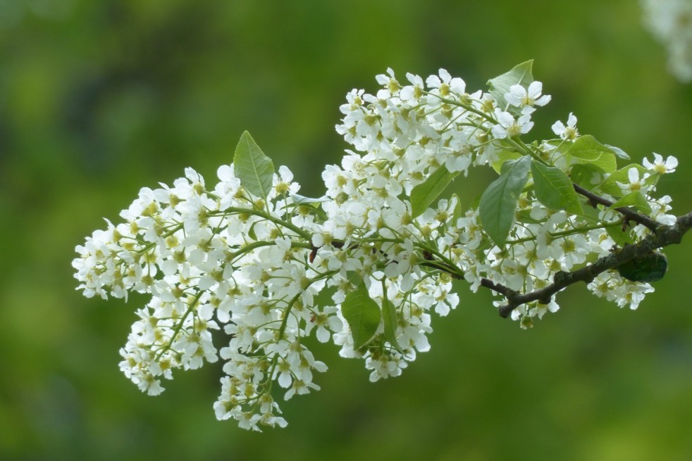 Arbre à muguet - Prunus padus
