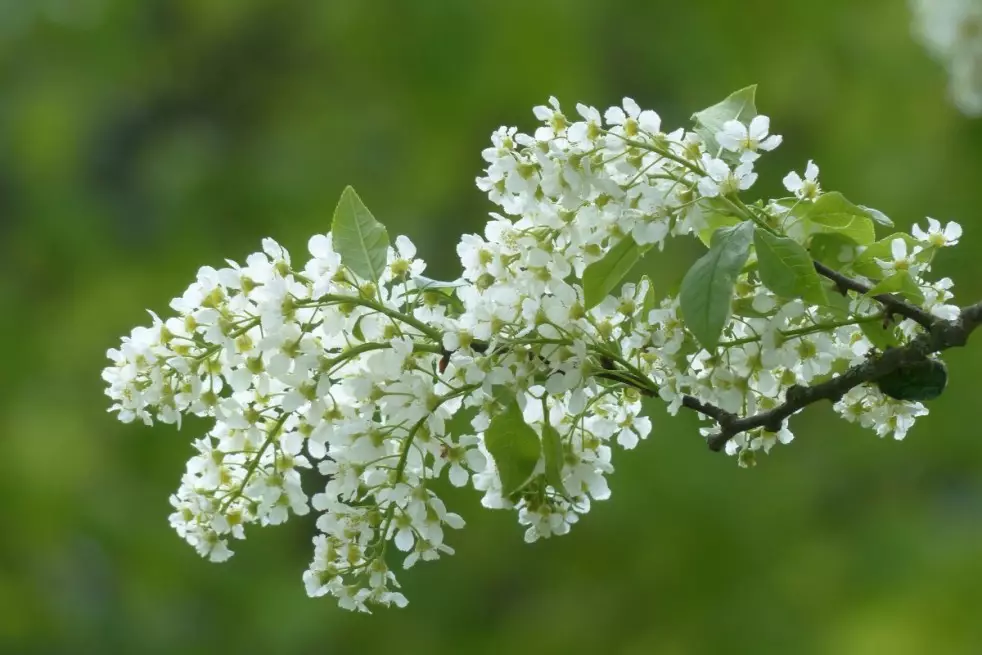 Arbre à muguet - Prunus padus
