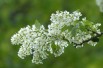 Arbre à muguet - Prunus padus