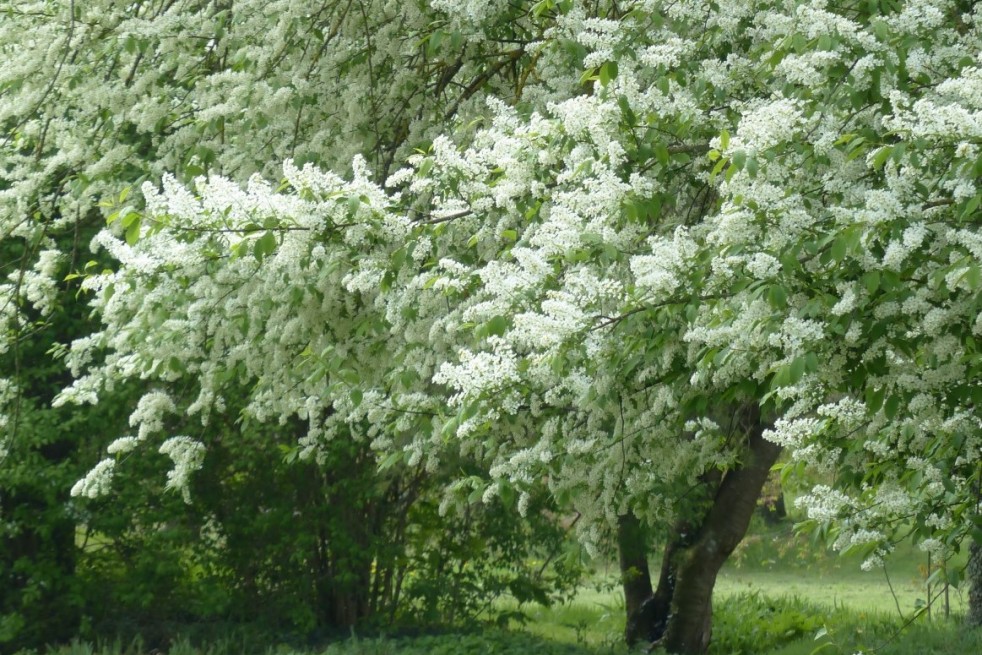 Arbre à muguet - Prunus padus
