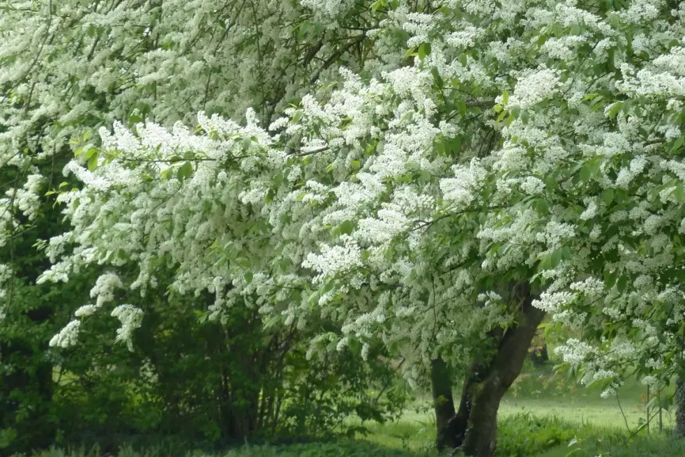 Arbre à muguet - Prunus padus