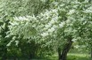 Arbre à muguet - Prunus padus