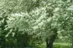 Arbre à muguet - Prunus padus