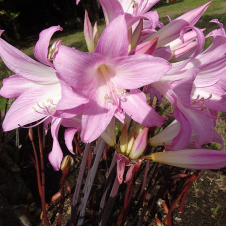 Fernando Losada Rodríguez, CC BY-SA 4.0