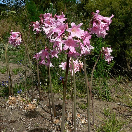 Stan Shebs, CC BY-SA 3.0