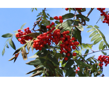Sorbus Aucuparia (Boland F.)