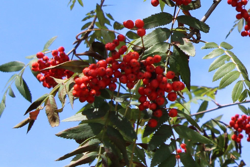 Sorbus Aucuparia (Boland F.) Sorbus Aucuparia (Boland F.)