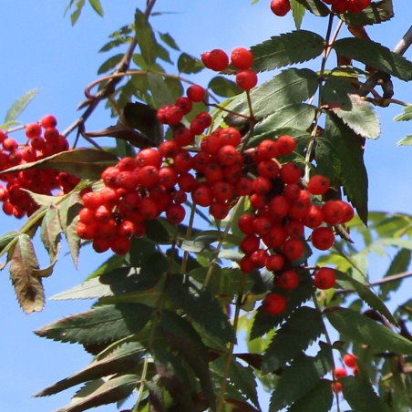 Sorbus Aucuparia (Boland F.)