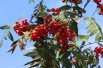 Sorbus Aucuparia (Boland F.) Sorbus Aucuparia (Boland F.)