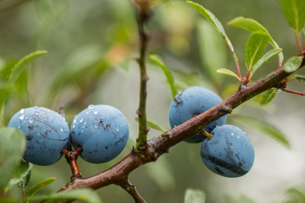 Prunus Spinosa : https://creativecommons.org/publicdomain/zero/1.0/legalcode.fr