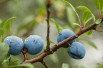 Prunus Spinosa : https://creativecommons.org/publicdomain/zero/1.0/legalcode.fr