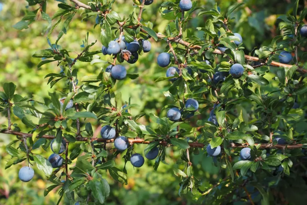 Prunus Spinosa : https://creativecommons.org/publicdomain/zero/1.0/legalcode.fr
