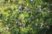 Prunus Spinosa : https://creativecommons.org/publicdomain/zero/1.0/legalcode.fr