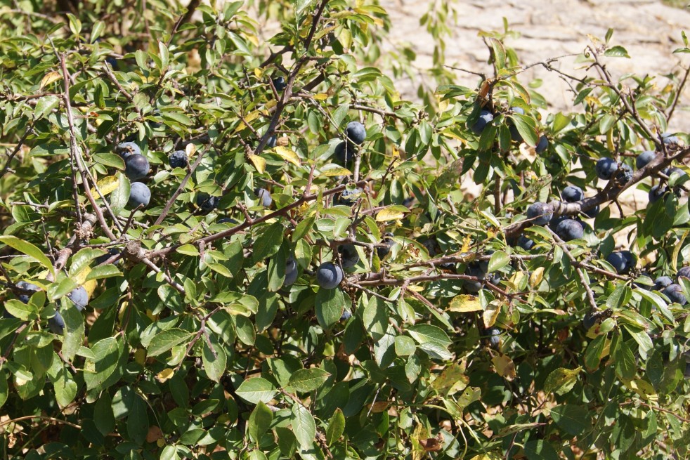 Prunus Spinosa (Boland F)