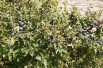 Prunus Spinosa (Boland F)