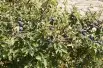 Prunus Spinosa (Boland F)