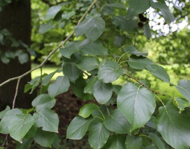 Italian alder - Alnus cordata (Boland F.)