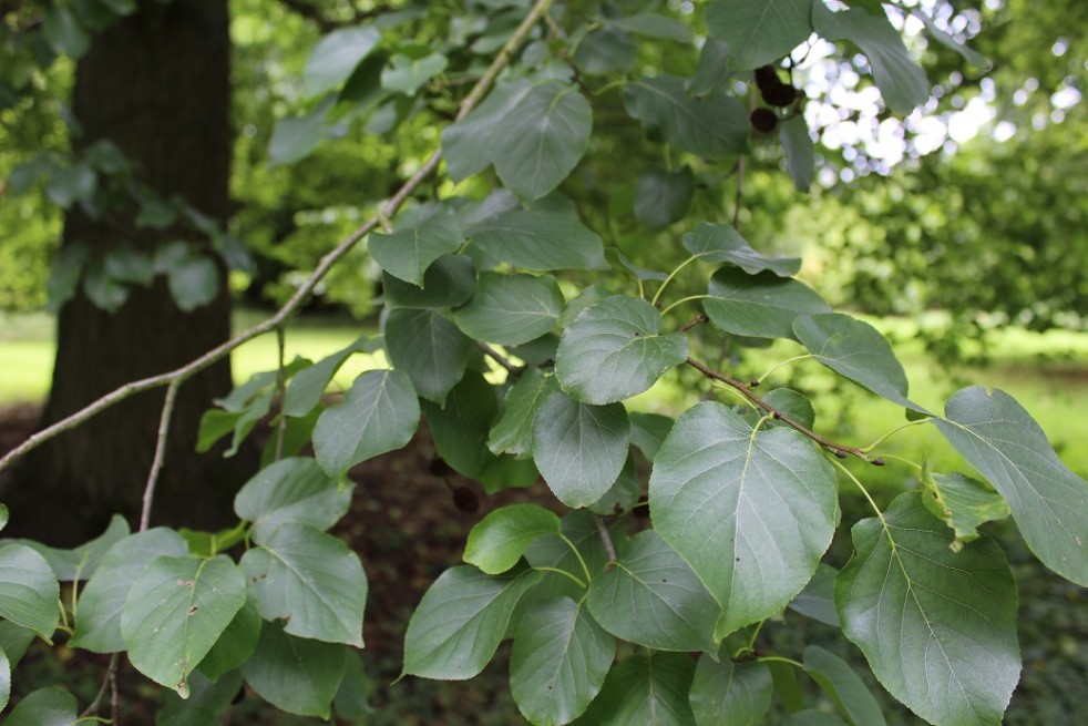 Aulne de Corse - Alnus cordata (Boland F.)