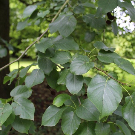 Aulne de Corse - Alnus cordata (Boland F.)