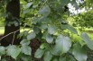 Italian alder - Alnus cordata (Boland F.)