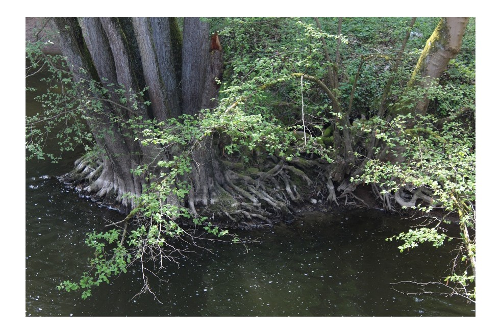 Aulne de Corse - Alnus cordata (Boland F.)