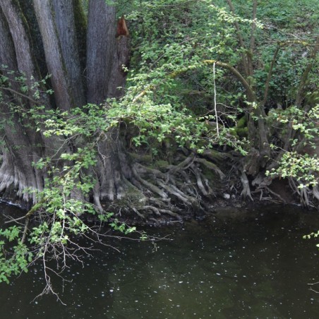 Aulne de Corse - Alnus cordata (Boland F.)