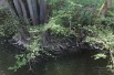Italian alder - Alnus cordata (Boland F.)