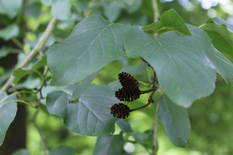 Aulne de Corse - Alnus cordata (Boland F.)