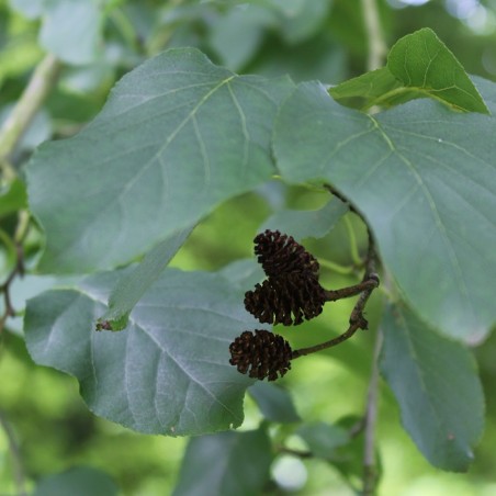 Aulne de Corse - Alnus cordata (Boland F.)