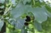 Aulne de Corse - Alnus cordata (Boland F.)