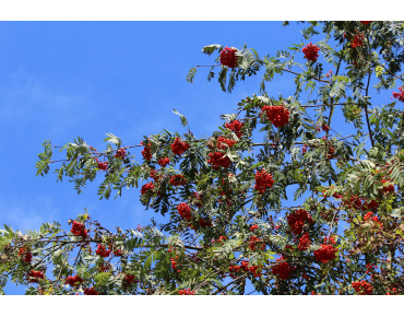 Sorbus Aucuparia (Boland F.)