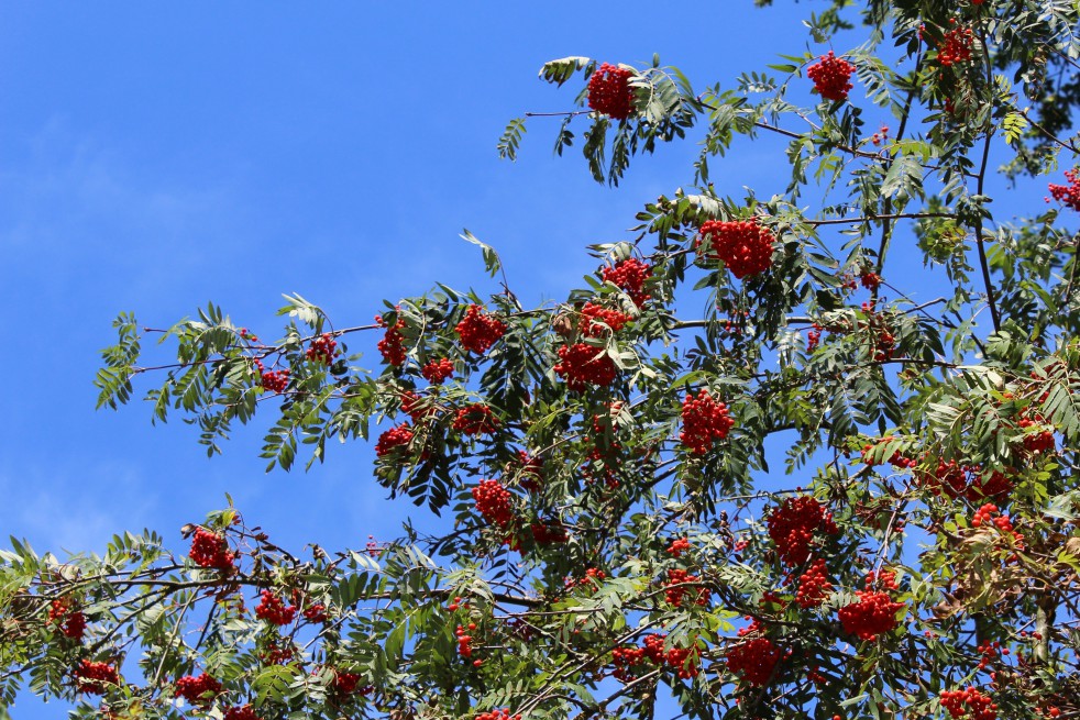 Vogelbeere Eberesche Sorbus - - Aucuparia