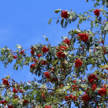Sorbus Aucuparia (Boland F.)