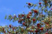 Sorbus Aucuparia (Boland F.)