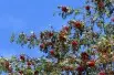 Sorbus Aucuparia (Boland F.)
