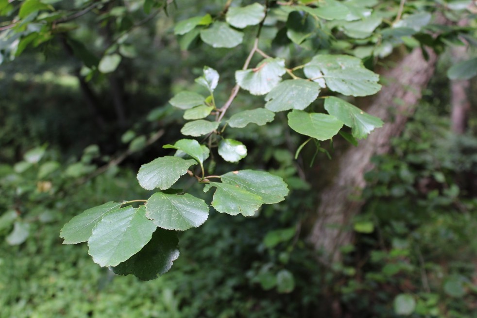 Aulne de Corse - Alnus cordata (Boland F.)