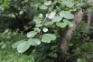Italian alder - Alnus cordata (Boland F.)