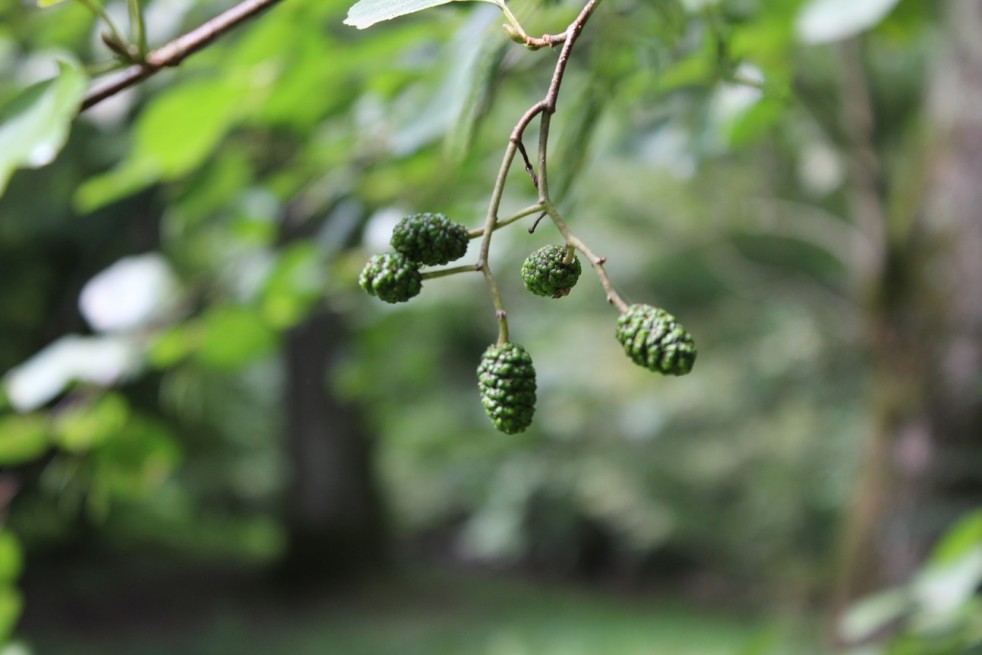 Aulne de Corse - Alnus cordata (Boland F.)