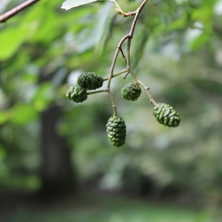 Aulne de Corse - Alnus cordata (Boland F.)