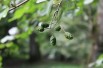 Italian alder - Alnus cordata (Boland F.)