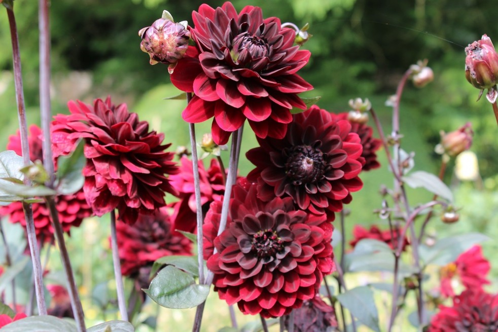 Dahlia Arabian Night (Boland F.)