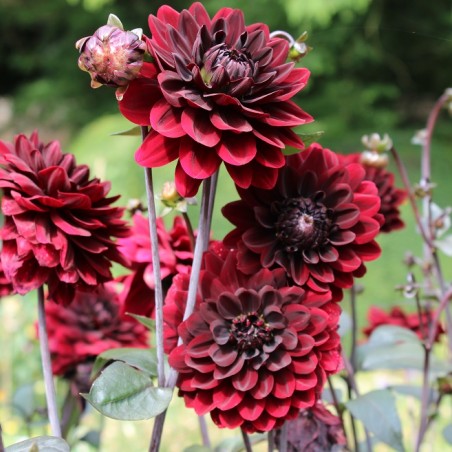 Dahlia Arabian Night (Boland F.)