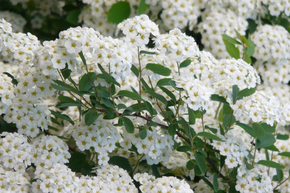 Spierstruik Nipponica Snowmound