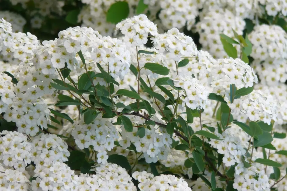 Spiraea Nipponica Snowmound