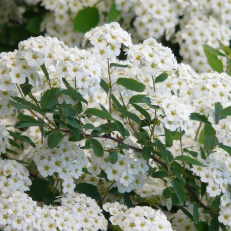 Spiraea Nipponica Snowmound
