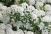 Spiraea Nipponica Snowmound