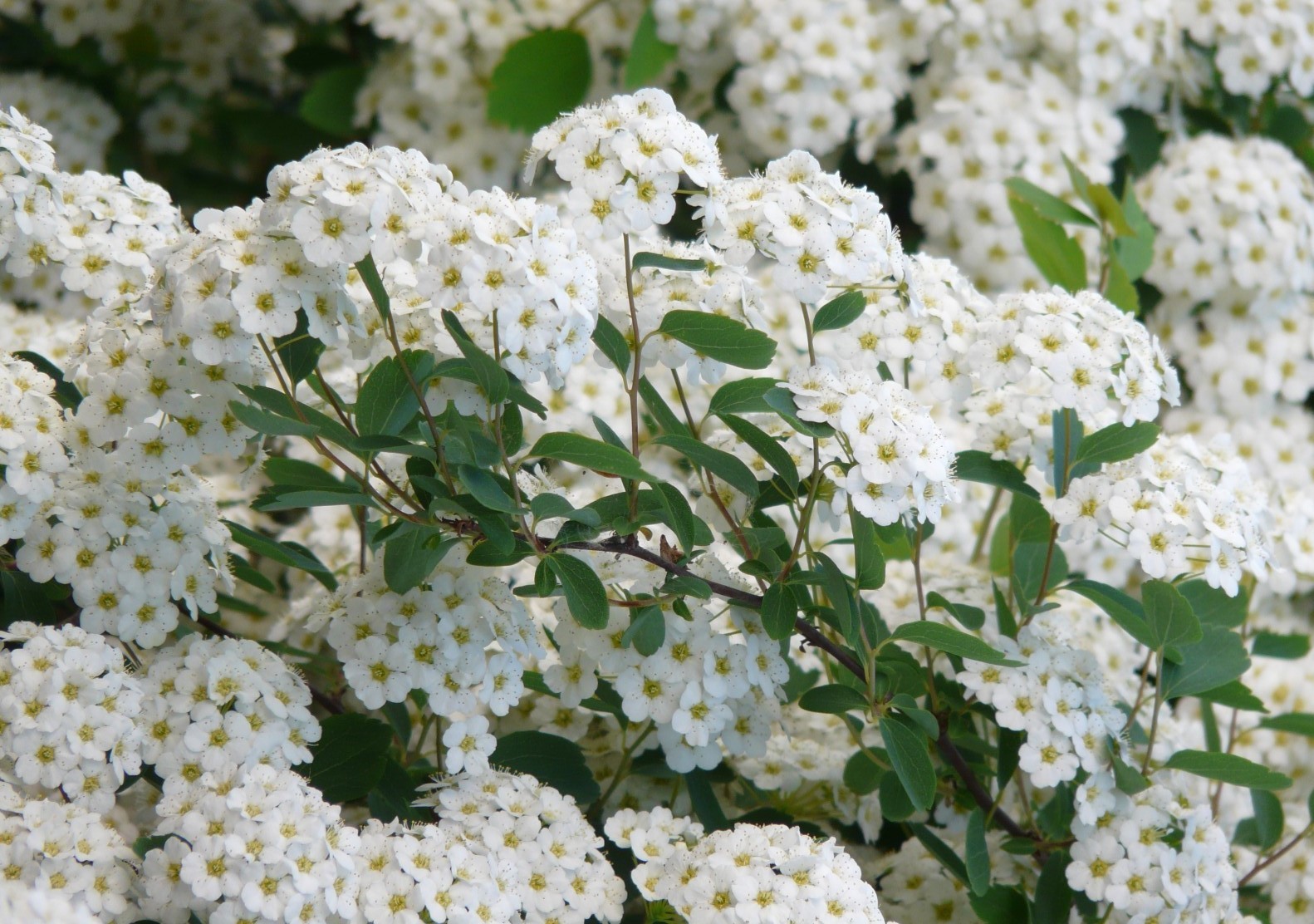Japanische Strauchspiere Snowmound