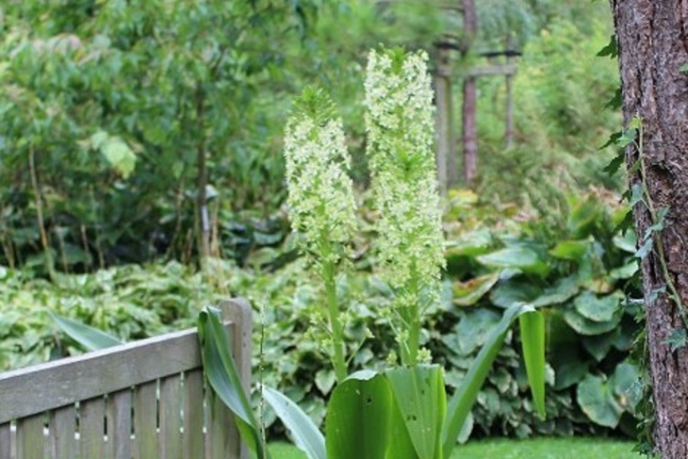 Eucomis pole-evansii (Boland F - Jardins-du-monde.be)