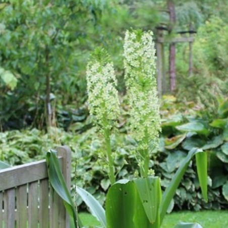 Eucomis pole-evansii (Boland F - Jardins-du-monde.be)