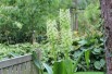 Eucomis pole-evansii (Boland F - Jardins-du-monde.be)